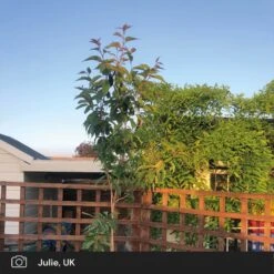 Japanese Cherry Blossom Tree | Prunus Serrulata 'Kanzan' 19 Japanese Cherry Blossom Tree | Prunus Serrulata 'Kanzan' -Roots Plants Shop japanese cherry blossom