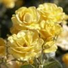 'Joyful Sunshine' Hybrid Tea Rose