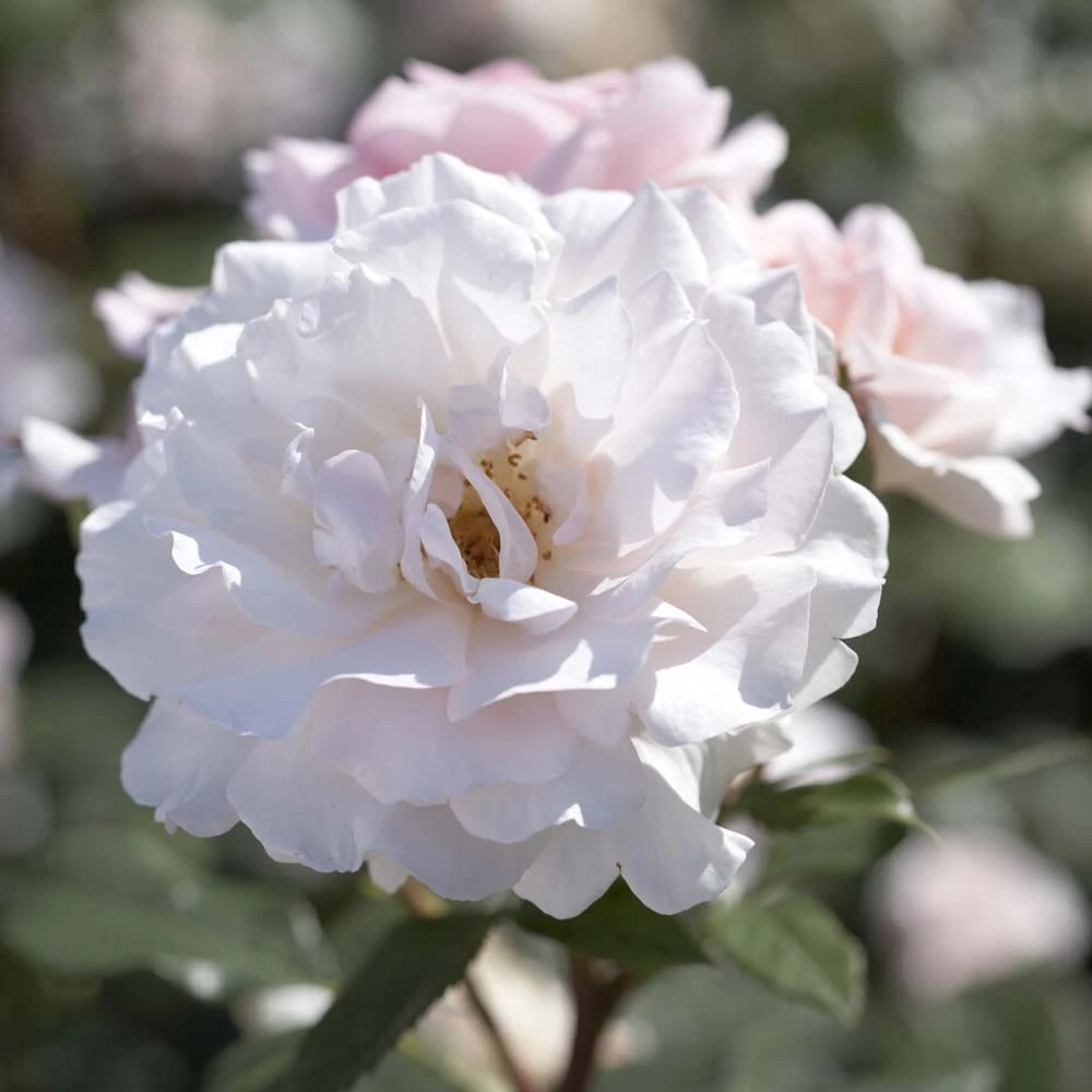 'A Whiter Shade Of Pale' Hybrid Tea Rose 1 'A Whiter Shade Of Pale' Hybrid Tea Rose