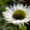 Echinacea 'SunSeekers White Perfection'