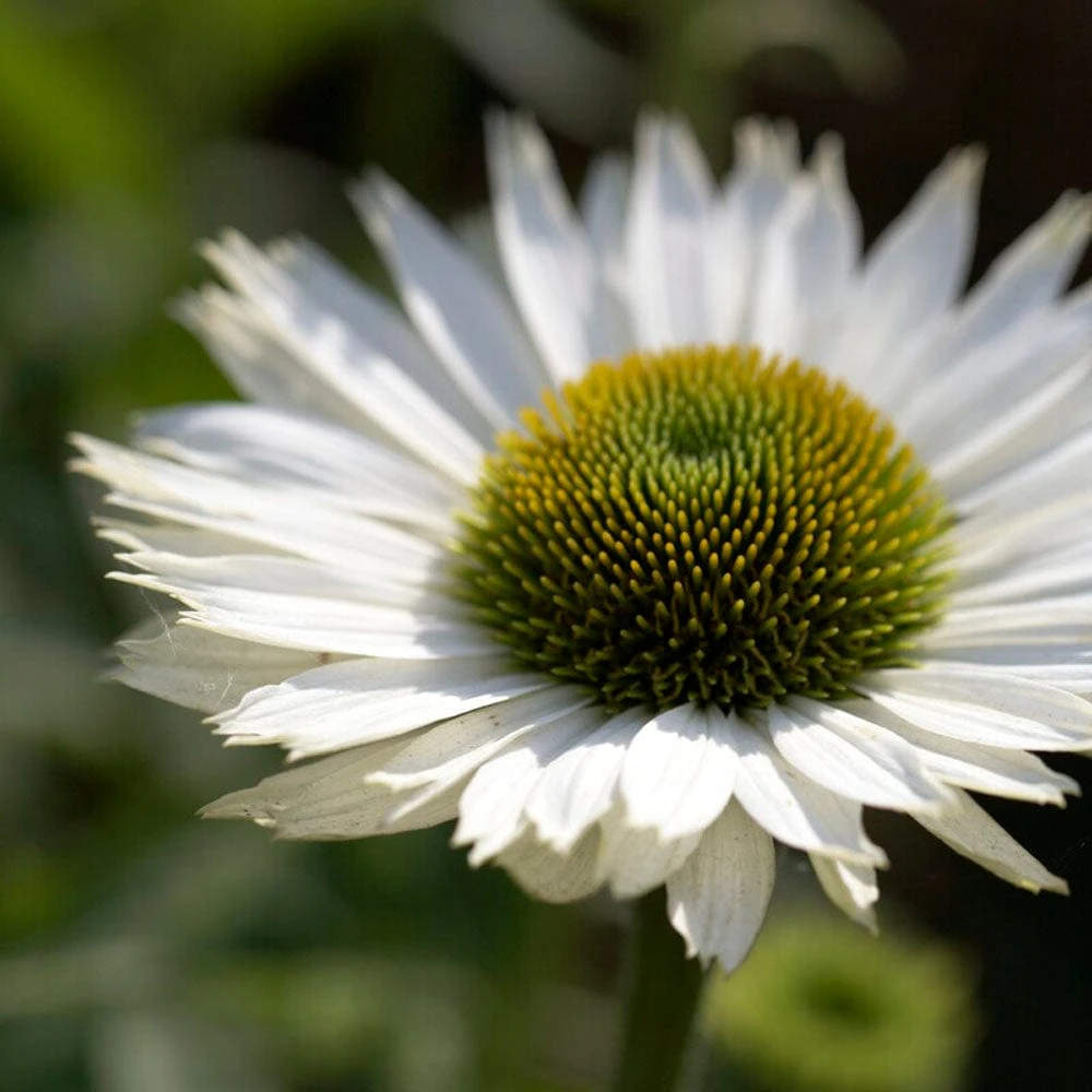 Echinacea 'SunSeekers White Perfection' 1 Echinacea 'SunSeekers White Perfection'