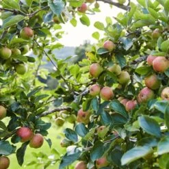 'Kidd's Orange Pippin' Apple Tree 8 'Kidd's Orange Pippin' Apple Tree -Roots Plants Shop kiddsorange 2