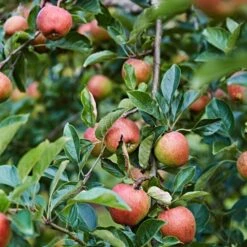 'Kidd's Orange Pippin' Apple Tree 9 'Kidd's Orange Pippin' Apple Tree -Roots Plants Shop kiddsorange 3