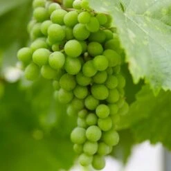 'Lakemont' Seedless Outdoor Grape Vine -Roots Plants Shop lakemont1