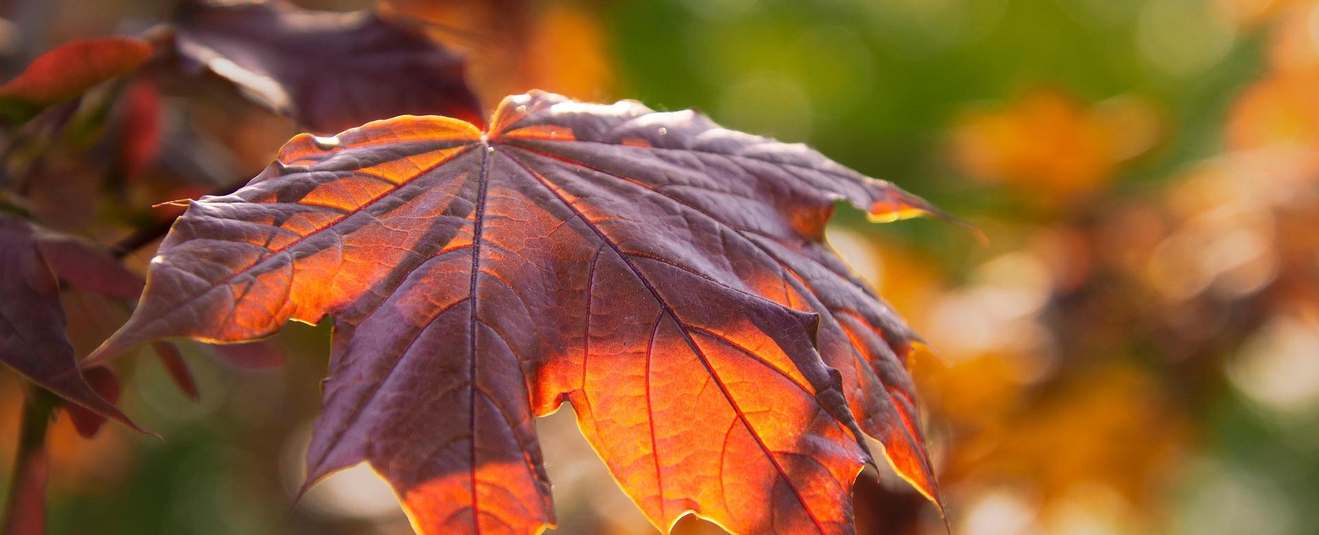 Roots Plants Shop -Roots Plants Shop leaves 7862602 1920