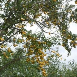 Mirabelle De Nancy Plum Tree -Roots Plants Shop mirabelle de nancy trees