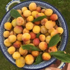 Mirabelle De Nancy Plum Tree -Roots Plants Shop mirabelledenancy