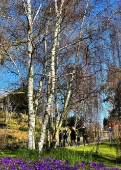Silver Birch Tree | Betula Pendula -Roots Plants Shop new silver birch2