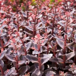 Sedum 'Chocolate Cherry'