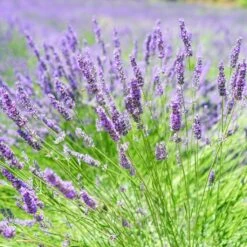 English Lavender | Lavandula Angustifolia -Roots Plants Shop oldenglish2