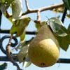 'Onward' Pear Tree