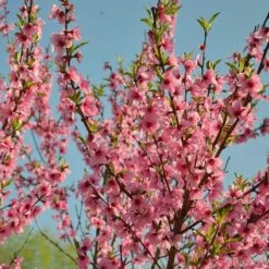 Peregrine Peach Tree 11 Peregrine Peach Tree -Roots Plants Shop peach add1