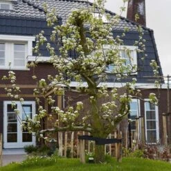 Conference Pear Tree 12 Conference Pear Tree -Roots Plants Shop pear add1 5012c709 f2ae 4948 a0f1 3ab9e51cd759