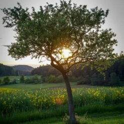 Williams Bon Chrétien Pear Tree 12 Williams Bon Chrétien Pear Tree -Roots Plants Shop peartree