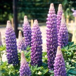 Lupin West Country Persian Slipper -Roots Plants Shop persianslipper 2