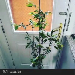 Pink Winter Flowering Cherry Tree | Prunus X Subhirtella 'Autumnalis Rosea' 8 Pink Winter Flowering Cherry Tree | Prunus X Subhirtella 'Autumnalis Rosea' -Roots Plants Shop pink winter flower