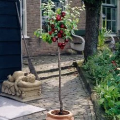 Victoria Plum Tree 12 Victoria Plum Tree -Roots Plants Shop plumtreepotted