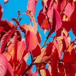 Sargent's Cherry Blossom Tree | Prunus Sargentii 12 Sargent's Cherry Blossom Tree | Prunus Sargentii -Roots Plants Shop prunussargentiiautumn