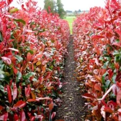 Photinia 'Red Robin' -Roots Plants Shop redrobin2