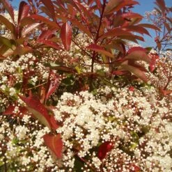 Photinia 'Red Robin' -Roots Plants Shop redrobin3