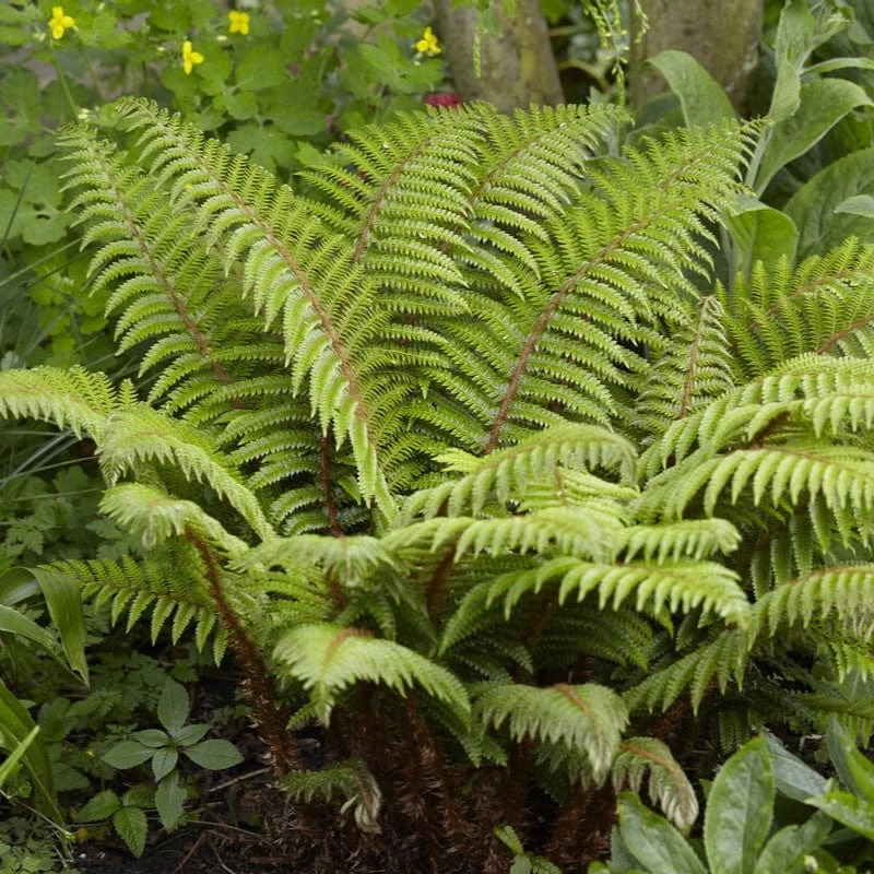 Tassel Fern | Polystichum Polyblepharum 1 Tassel Fern | Polystichum Polyblepharum