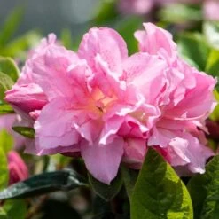 Best Flowering Shrubs -Roots Plants Shop rhodo2
