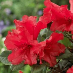 Best Shrubs For Shade -Roots Plants Shop rhodo de806ad1 c6ba 4cd2 9c93 a143f6486098