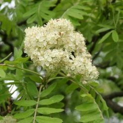 Multi-Stem Mountain Ash Rowan Tree | Sorbus Aucuparia -Roots Plants Shop rowanmultistem 3