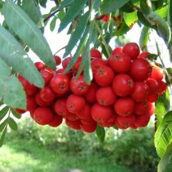 Multi-Stem Mountain Ash Rowan Tree | Sorbus Aucuparia -Roots Plants Shop rowanmultistem 5