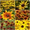 Ultimate Rudbeckia Collection