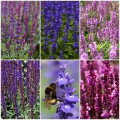 Spectacular Salvia Collection -Roots Plants Shop salviacol 1