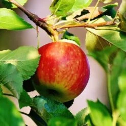 Scrumptious® Apple Tree -Roots Plants Shop scrumptiousapple