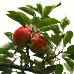 Scrumptious® Apple Tree -Roots Plants Shop scrumptiousontree