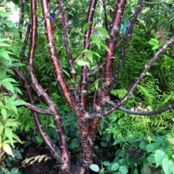 Multi Stem Tibetan Cherry Tree | Prunus Serrula -Roots Plants Shop serrula multstem