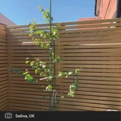 Silver Birch Tree | Betula Pendula -Roots Plants Shop silver birch ugc