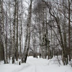 Silver Birch Tree | Betula Pendula -Roots Plants Shop silverbirch3