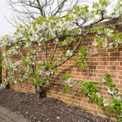 Sunburst Cherry Tree 13 Sunburst Cherry Tree -Roots Plants Shop sunburstfantrained