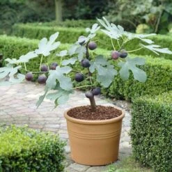 The 3 Best Fruits To Grow In Pots | Nectarine, Fig & Blueberry 9 The 3 Best Fruits To Grow In Pots | Nectarine, Fig & Blueberry -Roots Plants Shop turnkey brown fig de6d1d23 89b0 44cf 8746 f13eb9b3e648