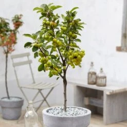 'Golden Hornet' Crabapple Tree -Roots Plants Shop unnamed