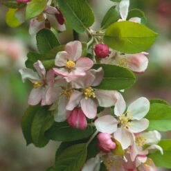 'Golden Hornet' Crabapple Tree -Roots Plants Shop unnamed 2