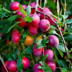 Award Winning Patio Fruit Tree Collection | Cherry, Pear & Plum | Growers' Choice 16 Award Winning Patio Fruit Tree Collection | Cherry, Pear & Plum | Growers' Choice -Roots Plants Shop victoria plum tree 2