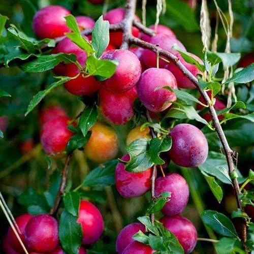 Award Winning Patio Fruit Tree Collection | Cherry, Pear & Plum | Growers' Choice 8 Award Winning Patio Fruit Tree Collection | Cherry, Pear & Plum | Growers' Choice - Image 8