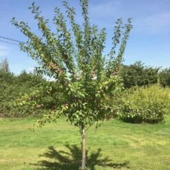 Victoria Plum Tree 13 Victoria Plum Tree -Roots Plants Shop victoriaplumyoungtree 1