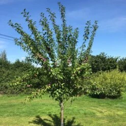 3 Super Easy To Grow Fruit Trees | Apple, Fig & Plum -Roots Plants Shop victoriaplumyoungtree 374b3197 2b25 4629 951c 4dbfc0e4e568