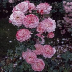 'Sexy Rexy' Floribunda Rose -Roots Plants Shop vima05159 sexy rexy