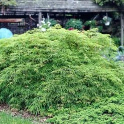 Green Weeping Japanese Maple Tree | Acer Palmatum 'Dissectum Viride' 5 Green Weeping Japanese Maple Tree | Acer Palmatum 'Dissectum Viride' -Roots Plants Shop viride 3
