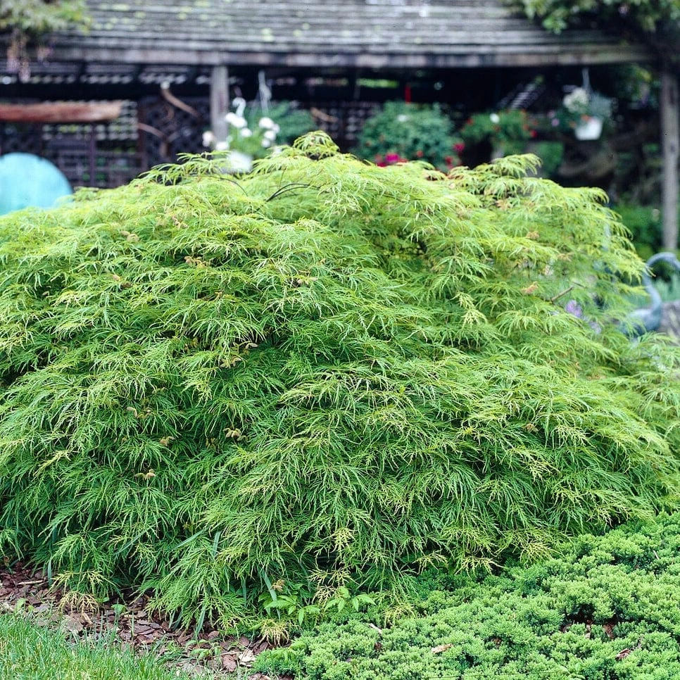 Green Weeping Japanese Maple Tree | Acer Palmatum 'Dissectum Viride' 3 Green Weeping Japanese Maple Tree | Acer Palmatum 'Dissectum Viride' - Image 3