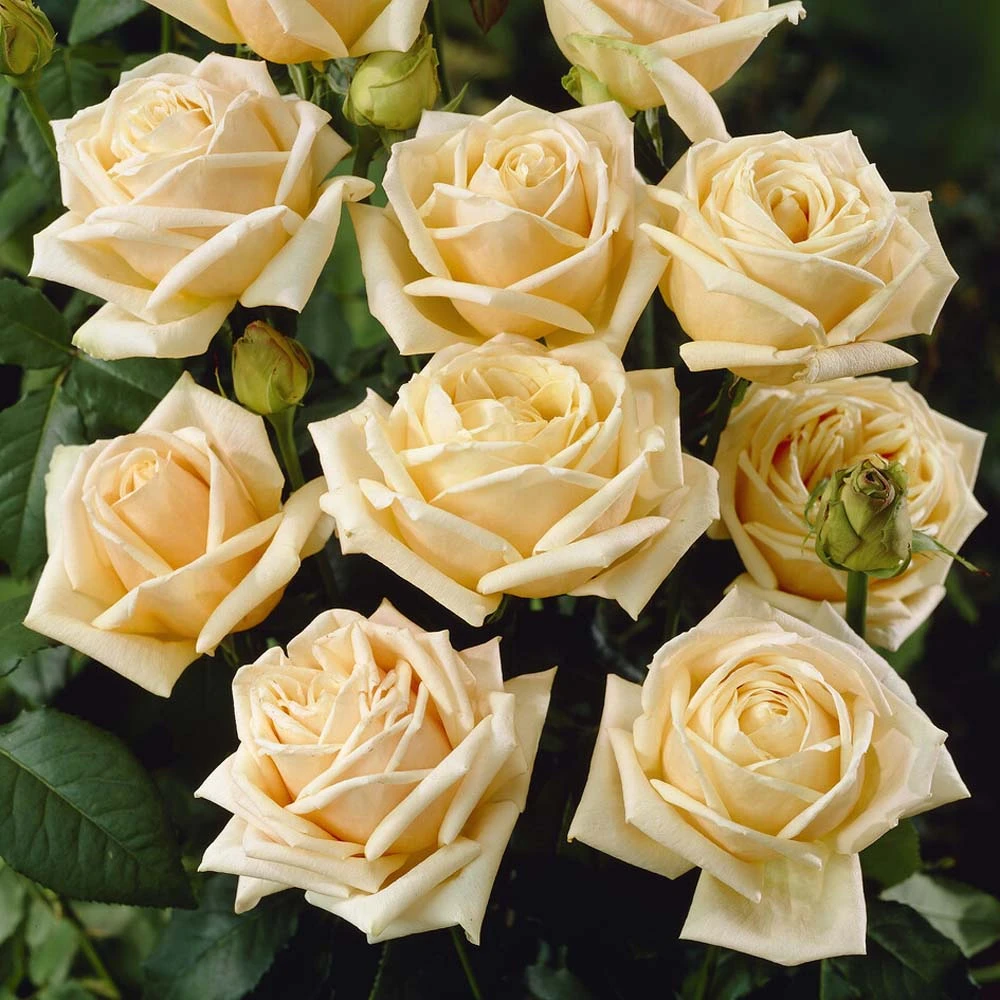 'Diamond Jubilee' Hybrid Tea Rose 1 'Diamond Jubilee' Hybrid Tea Rose