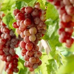 'Crimson Seedless' Grape Vine