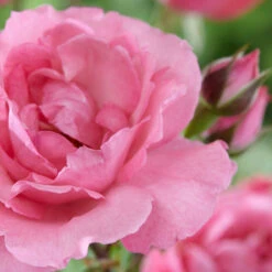 'Palace Tabor' Patio Shrub Rose -Roots Plants Shop visi116302 tabor